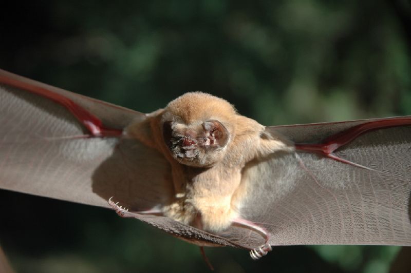 Ghost-faced bat (Mormoops megalophylla) Secure. Photo: TN AngelFace 05, Flickr 